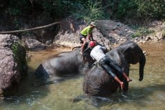 03-Elephants bathing